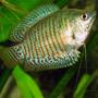 freshwater fish - colisa lalia - dwarf gourami stocking in 26 gallons tank - Dwarf gaurami. Angry mood.