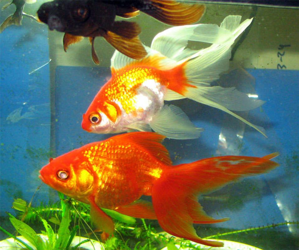 freshwater fish - carassius auratus - ryukin goldfish stocking in 26 gallons tank - At last i got them in one line.