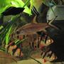 freshwater fish - balantiocheilus melanopterus - bala shark stocking in 26 gallons tank - Tricolour shark, Tigers, molly etc