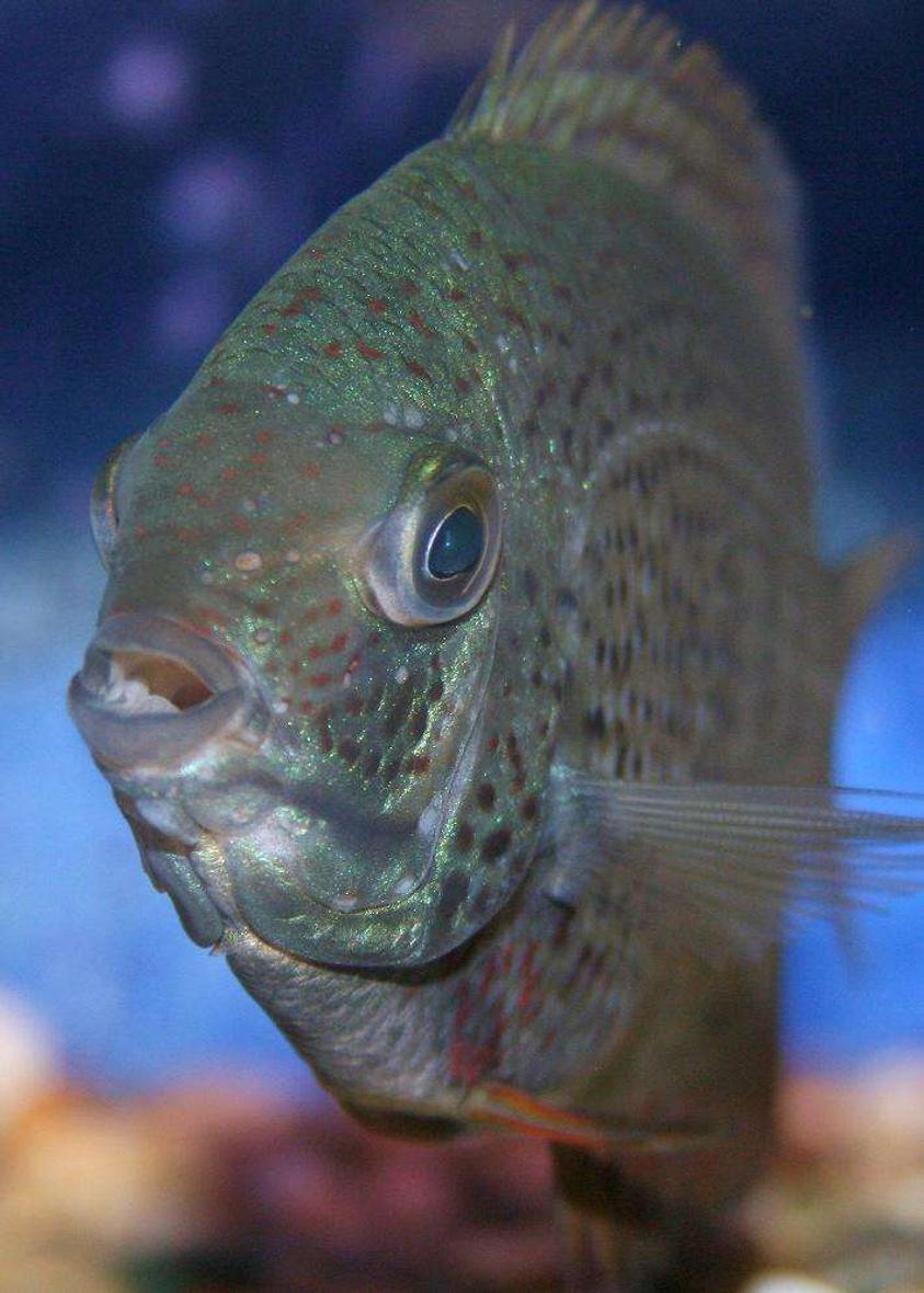 freshwater fish - heros serverus - green severum stocking in 135 gallons tank - severum