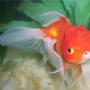 freshwater fish - carassius auratus - oranda goldfish stocking in 72 gallons tank - Goldfish, Red Oranda