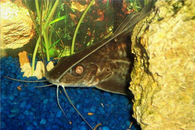 freshwater fish - pimelodus blochii - flat-nosed catfish stocking in 72 gallons tank - Pictus Catfish, Blochii