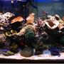 90 gallons reef tank (mostly live coral and fish) - Reef Tank