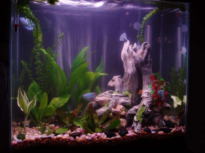 16 gallons planted tank (mostly live plants and fish) - my tank