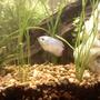 freshwater fish - colisa lalia - powder blue dwarf gourami stocking in 30 gallons tank - Dwarf neon blue Gourami