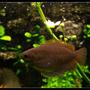 freshwater fish - colisa fasciata - giant gourami stocking in 103 gallons tank - Colisa fasciata