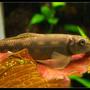 freshwater fish - gyrinocheilos aymonieri - chinese algae eater stocking in 103 gallons tank - Gyrinocheilus aymonieri