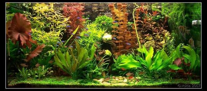 103 gallons planted tank (mostly live plants and fish) - My planted aquarium-465 liter- march 2007
