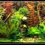 103 gallons planted tank (mostly live plants and fish) - My planted aquarium-465 liter- march 2007