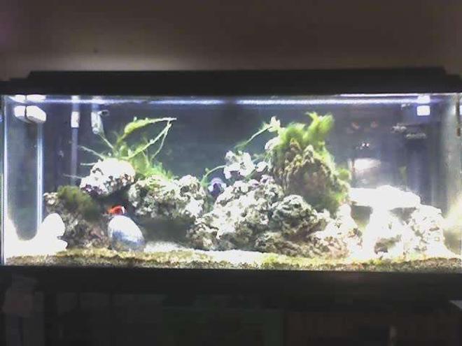 55 gallons saltwater fish tank (mostly fish, little/no live coral) - I have a 55 gallon saltwater aquarium. 
in this tank I have about 70 pounds of live rock, I use a florval 350 filter and an aqua clear 70 power head with a extra filter attachment. In this tank i have four fish, 
and 5 invertebrates. My fish are: Tomato Clown fish (2 inches), Algae Blenny (three inches),snowflake eel (2 feet) and a fuzzy lion fish  (3 inches) .
I also have a starfish, three hermit crabs and two snails. I have also recently added a grape like green plant.
