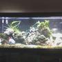 55 gallons saltwater fish tank (mostly fish, little/no live coral) - I have a 55 gallon saltwater aquarium. in this tank I have about 70 pounds of live rock, I use a florval 350 filter and an aqua clear 70 power head with a extra filter attachment. In this tank i have four fish, and 5 invertebrates. My fish are: Tomato Clown fish (2 inches), Algae Blenny (three inches),snowflake eel (2 feet) and a fuzzy lion fish (3 inches) . I also have a starfish, three hermit crabs and two snails. I have also recently added a grape like green plant.