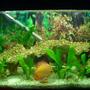 25 gallons planted tank (mostly live plants and fish) - my tank