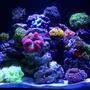 30 gallons reef tank (mostly live coral and fish) - this tank still has a ways to go...but i'm gettin there!!