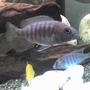freshwater fish - sciaenochromis ahli - electric blue cichlid stocking in 65 gallons tank - My Female electric blue