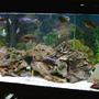 125 gallons freshwater fish tank (mostly fish and non-living decorations) - african cichlids