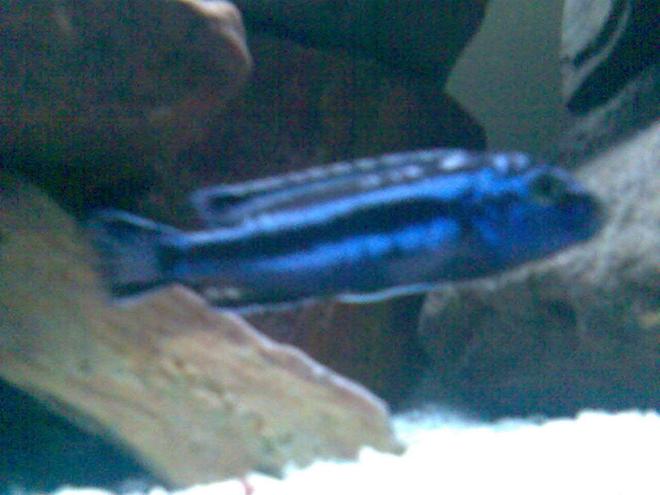 freshwater fish - melanochromis johannii - johanni cichlid stocking in 32 gallons tank - I think this is a Electric Blue (Melanochromis Johanni) Male but i really would like some help with IDing it