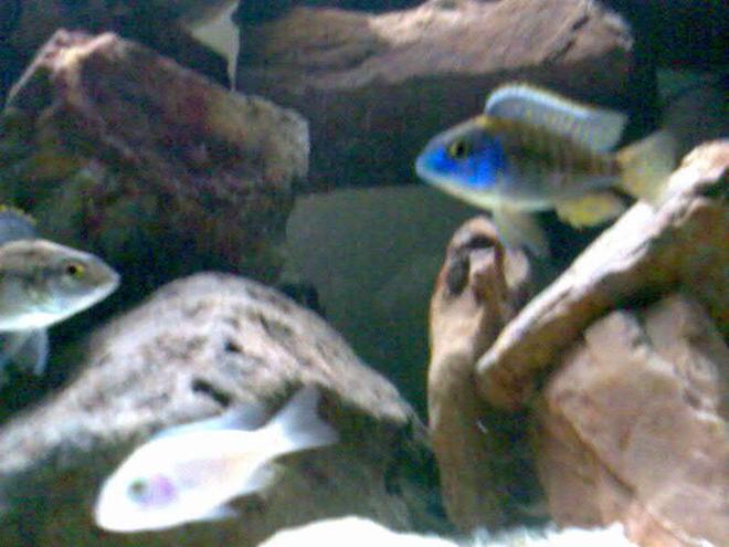 freshwater fish - protomelas ornatus stocking in 32 gallons tank - White Knight and Male and Female Protomelas Ornatus?