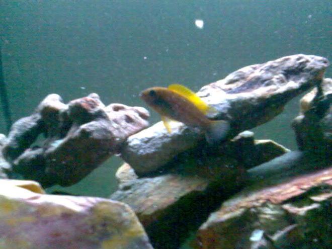 freshwater fish - aulonocara sp. - strawberry peacock cichlid stocking in 32 gallons tank - Unknow, what is this fish?