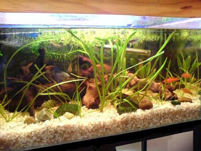 20 gallons freshwater fish tank (mostly fish and non-living decorations) - Taken with my phone (Sony Ericsson K750i) which came out a bit dark; unfortunatelly making it harder to appreciate my driftwood! You can see 3 of my swordtails hanging out in the bottom right side of the tank while a gourami peeks out from between the driftwood.