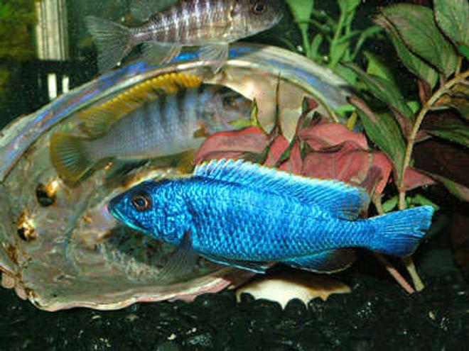 freshwater fish - sciaenochromis ahli - electric blue cichlid stocking in 55 gallons tank - My name is Blue and Im an Electric Blue Cichlid. I love just hanging out with the gang and can pretty much get along with anyone as long as they stay out of my cave.
