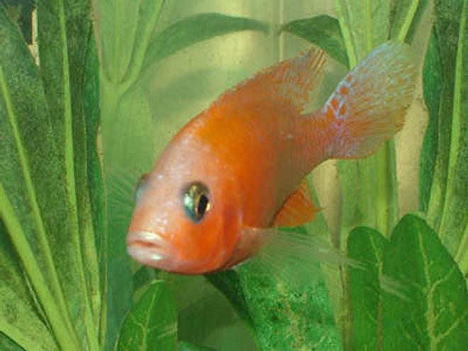freshwater fish - aulonocara sp. - strawberry peacock cichlid stocking in 55 gallons tank - My name is Peachey and I came in a batch of assorted Cichlids so Im not sure of my species, but Im shy and kinda meek so I ask that you all just please leave me alone   PLEASE.