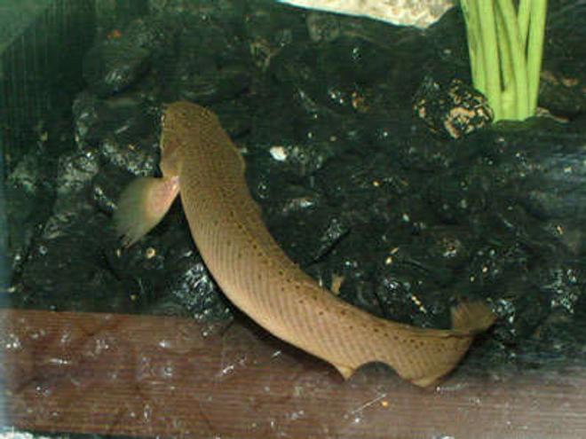 freshwater fish - erpetoichthys calabaricus - reed fish stocking in 55 gallons tank - I'm Not a Cichlid??  WHAT YOU TALKING ABOUT WILLACE. Of course Im  a Cichlid!!!   RIGHT????