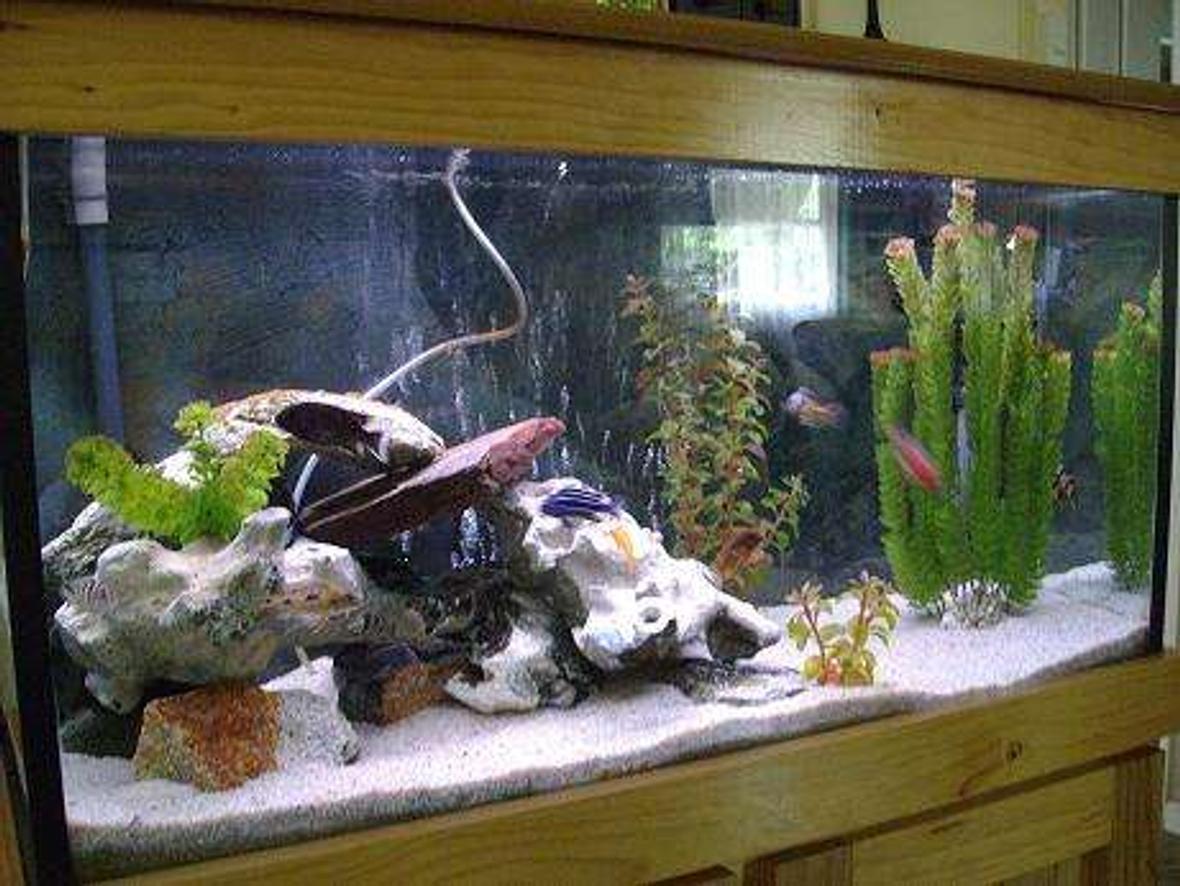 35 gallons freshwater fish tank (mostly fish and non-living decorations) - african cichlid tank, filtration canister filter, decorations white rock and granite
