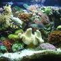 29 gallons reef tank (mostly live coral and fish) - my cube