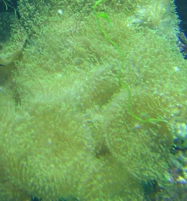 corals inverts - rhodactis indosinensis - hairy mushroom stocking in 29 gallons tank - Hairy mushrooms