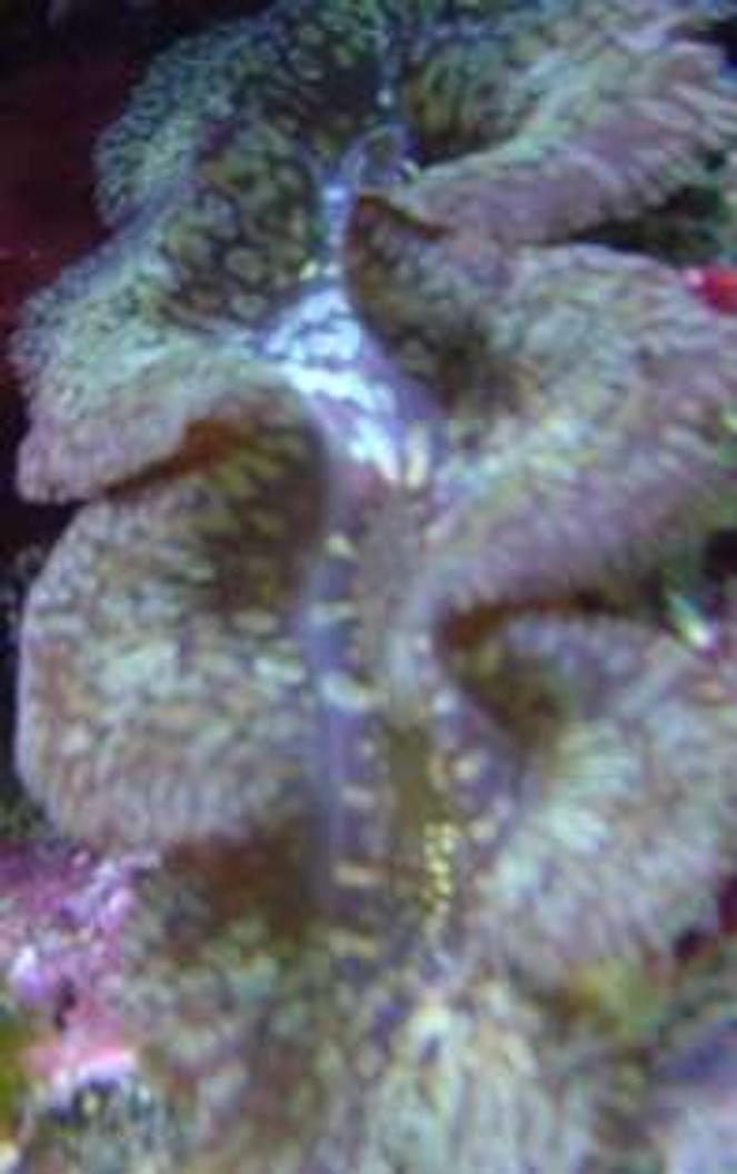 corals inverts - tridacna maxima - maxima clam stocking in 29 gallons tank - my maxima
