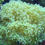 corals inverts - euphyllia paradivisa - frogspawn coral stocking in 29 gallons tank - 14 year old frogspawn