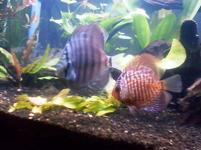 freshwater fish - symphysodon aequifasciata - royal blue discus stocking in 60 gallons tank - Two first discus in 3 month old 60 gal planted tank ill get new pics up soon