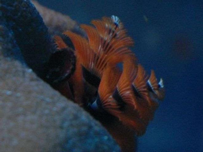 corals inverts - spirobranchus sp. - christmas tree worm stocking in 50 gallons tank - X-mas tree worm
