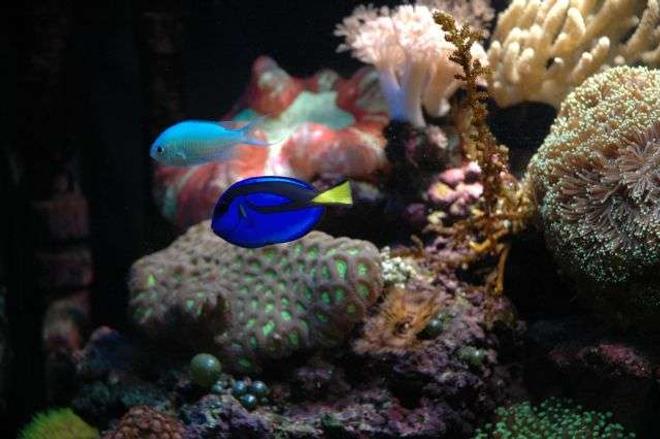 corals inverts - favites sp. - brain coral stocking in 50 gallons tank - Top Left Side of Tank