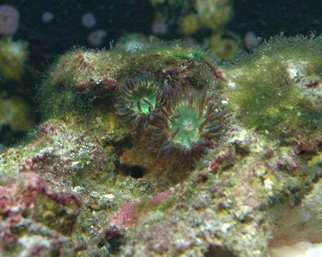 corals inverts - pest anemones stocking in 50 gallons tank - Pest anemones from my other tank