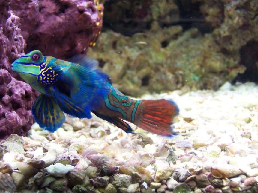 Rated #24: Saltwater Fish - Synchiropus Splendidus - Green Mandarin Stocking In 72 Gallons Tank - Mandarin Goby