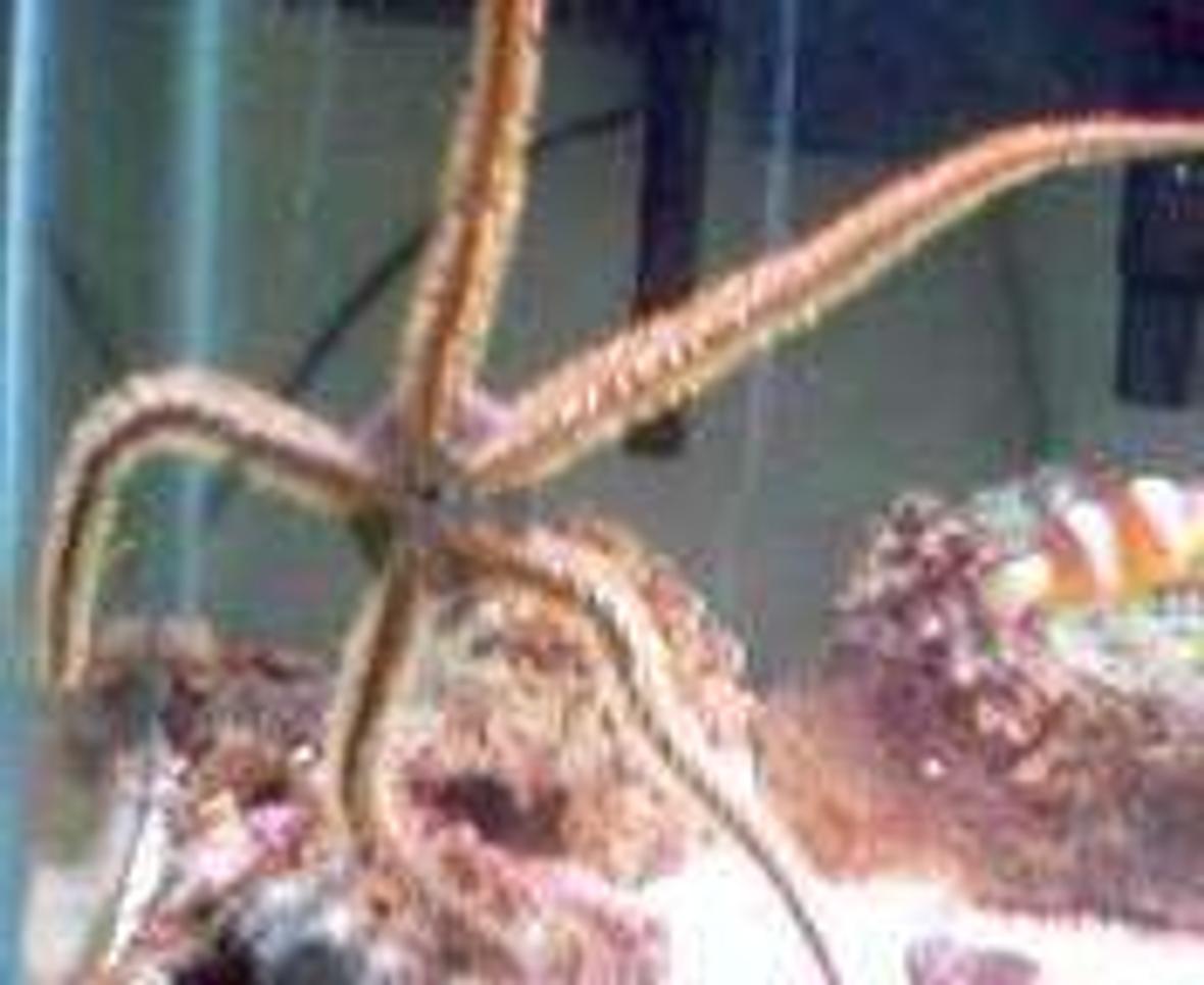 corals inverts - ophiothrix sp. - brittle sea star stocking in 30 gallons tank - green bristle starfish all spread out on the front glass