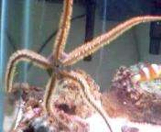 corals inverts - ophiothrix sp. - brittle sea star stocking in 30 gallons tank - green bristle starfish all spread out on the front glass