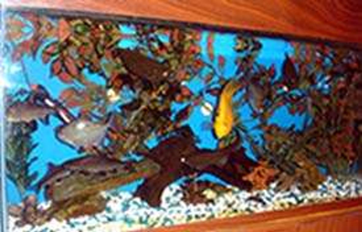 freshwater fish tank (mostly fish and non-living decorations) - 36x15x12 fish tank with nonliving plants and 17 fish