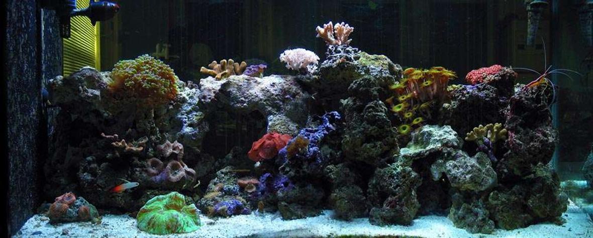 110 gallons reef tank (mostly live coral and fish) - panoramic view of my tank