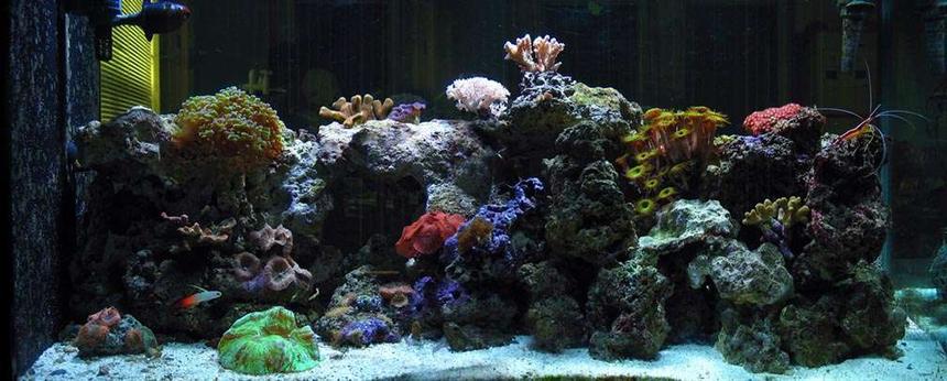Rated #89: 110 Gallons Reef Tank - panoramic view of my tank