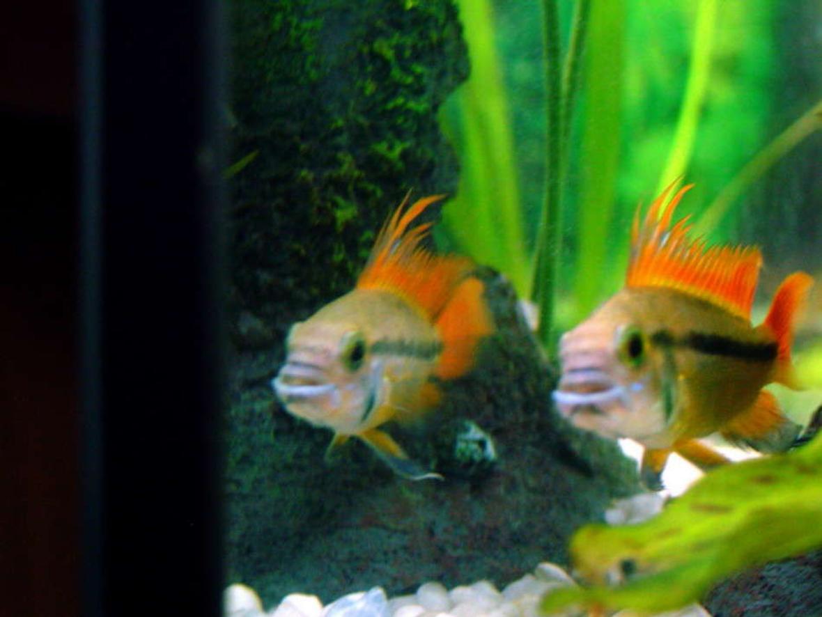 freshwater fish - apistogramma cacatuoides - double full red cockatoo cichlid stocking in 25 gallons tank - dwarf cockatoo cichlid checking himself out