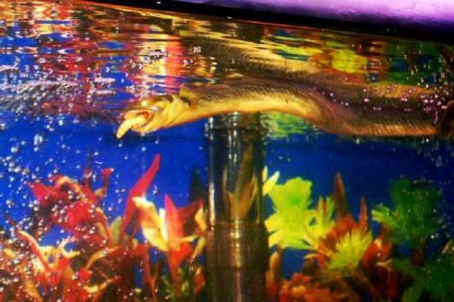 freshwater fish - erpetoichthys calabaricus - reed fish stocking in 55 gallons tank - Reedfish11" Meal time