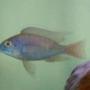 freshwater fish - protomelas ornatus stocking in 32 gallons tank - Protomelas Ornatus?