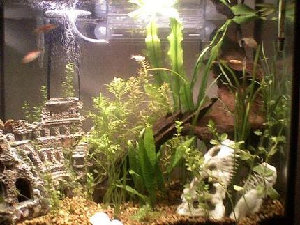 30 gallons planted tank (mostly live plants and fish) - 30g