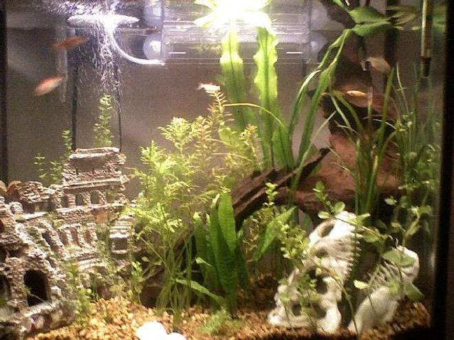 30 gallons planted tank (mostly live plants and fish) - 30g