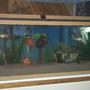 75 gallons freshwater fish tank (mostly fish and non-living decorations) - Mr. Simmons and his buds