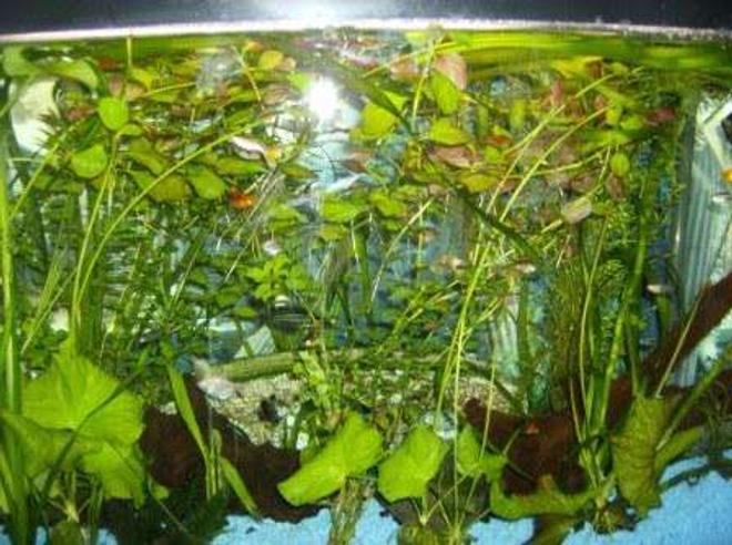 50 gallons planted tank (mostly live plants and fish) - My favorite tank, lots of plants and lots of fish