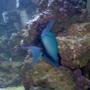 saltwater fish - odonus niger - niger triggerfish stocking in 75 gallons tank - My Niger Trigger
