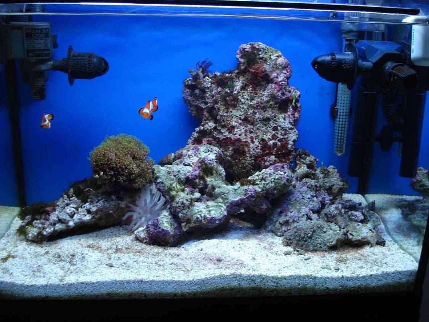 Rated #181: 25 Gallons Reef Tank - My tank